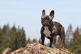 BOULEDOGUE FRANCAIS 371